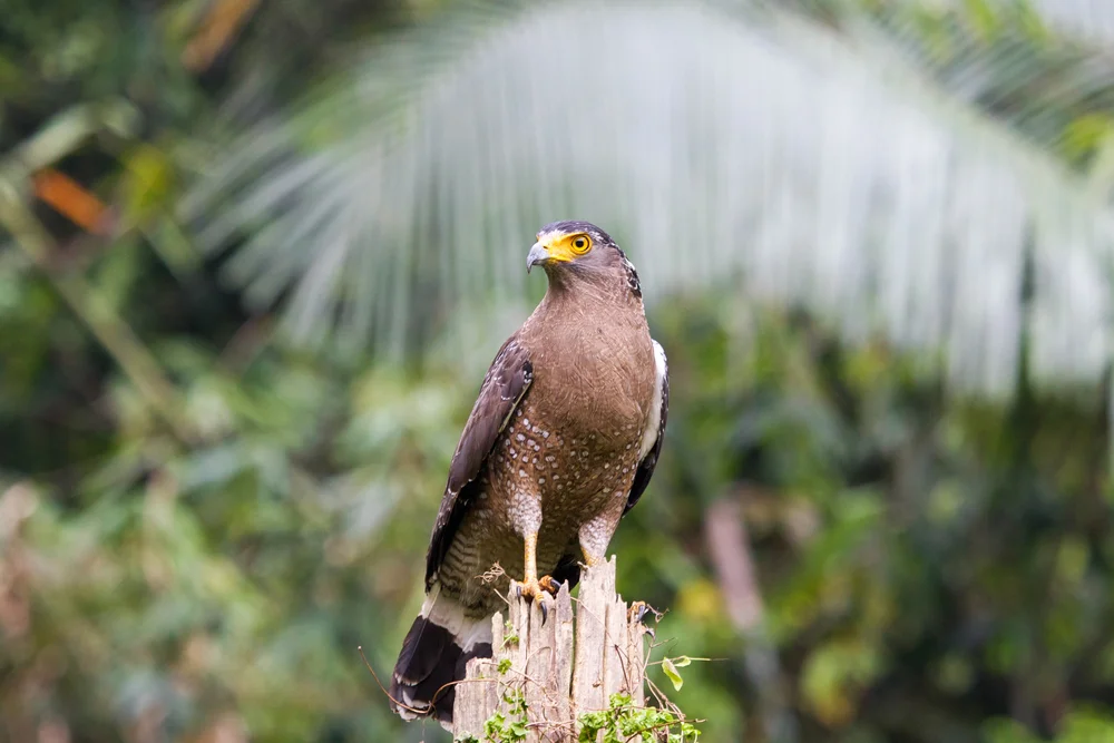 Kloss' Schlangenadler (Spilornis klossi)