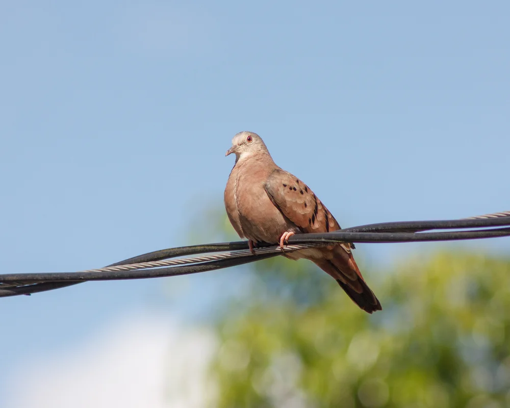 Klunker-Erdtaube (Columbina talpacoti)