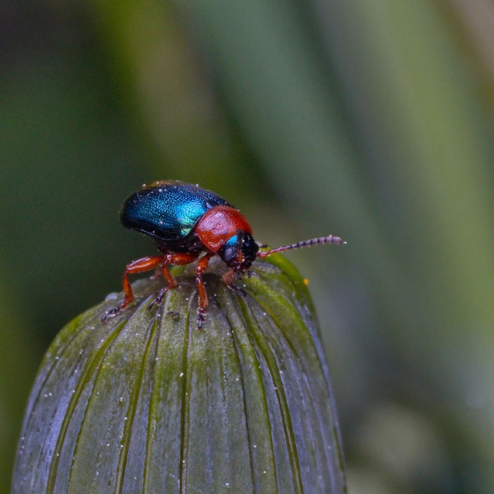 Knöterichblattkäfer
