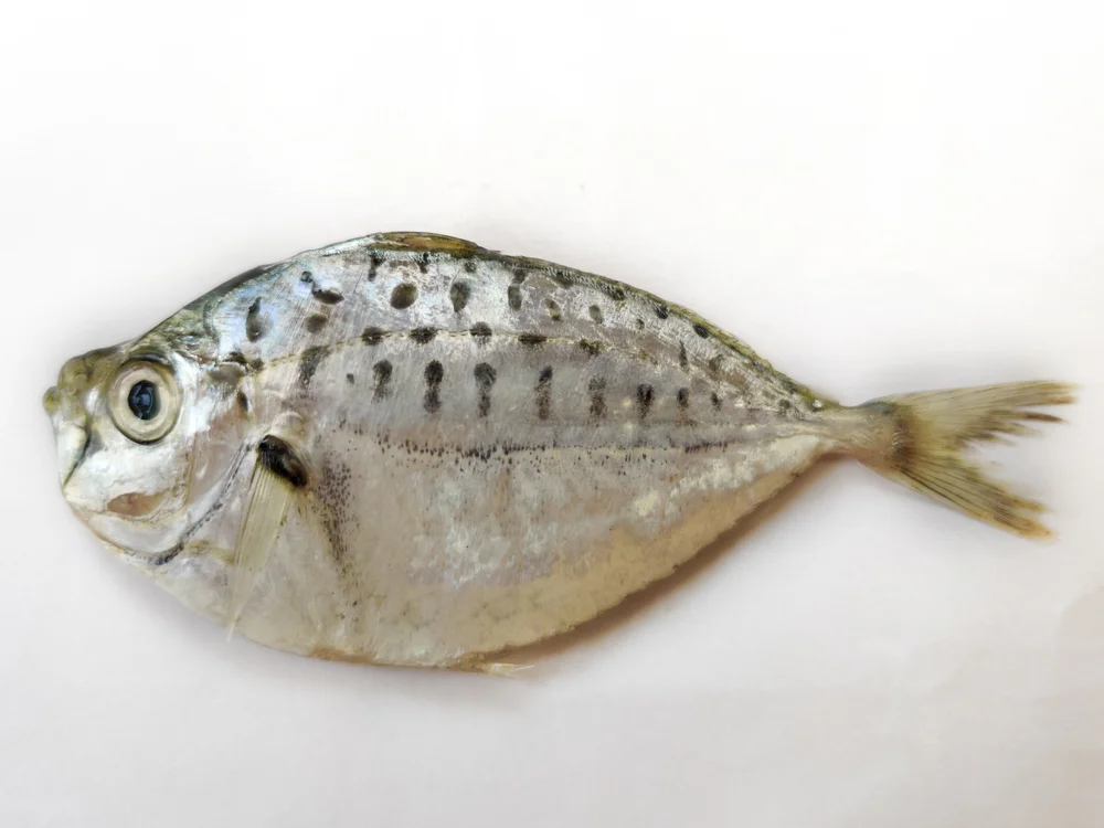 Knurrhähne (Leiognathidae)