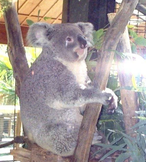 Koala