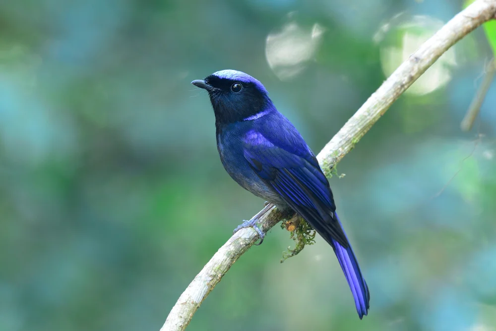 Kobaltniltava (Niltava grandis)