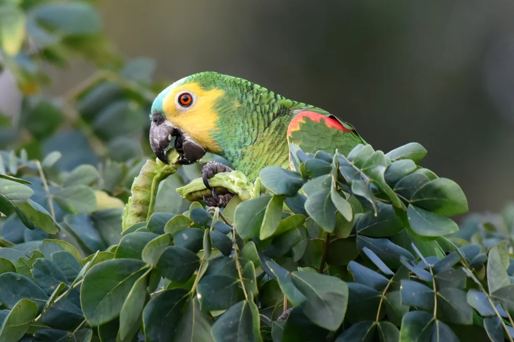 Königs-Bergsittich (Cyclopsitta gulielmitertii)