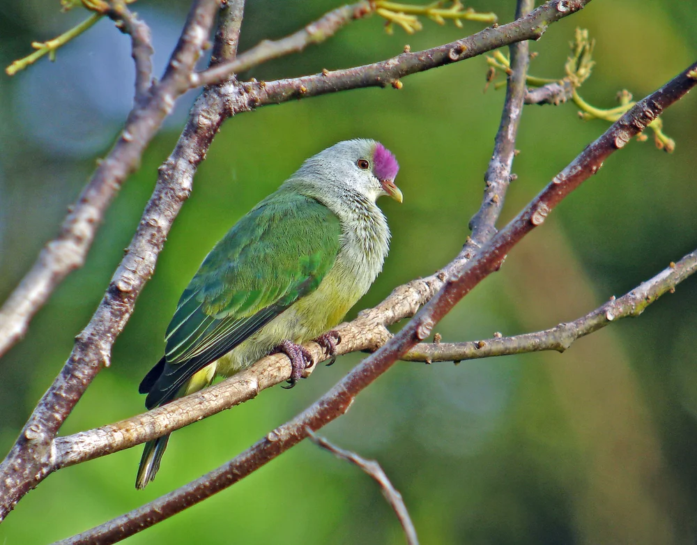 Königs-Fruchttaube (Ptilinopus rarotongensis)