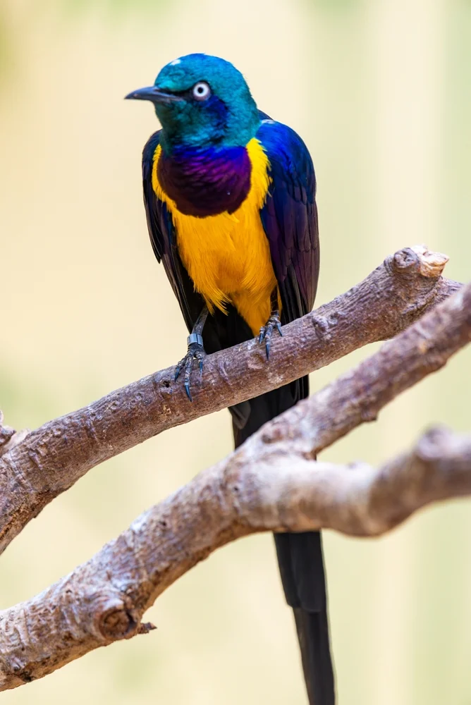 Königs-Glanzstar (Lamprotornis regius)