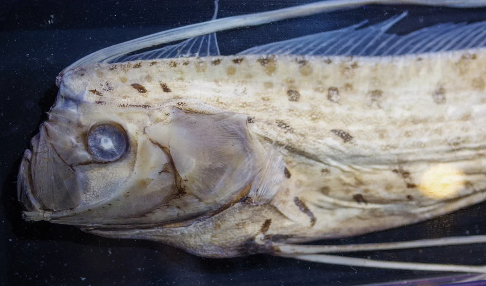 Königs-Laternenfisch (Regalecus glesne)