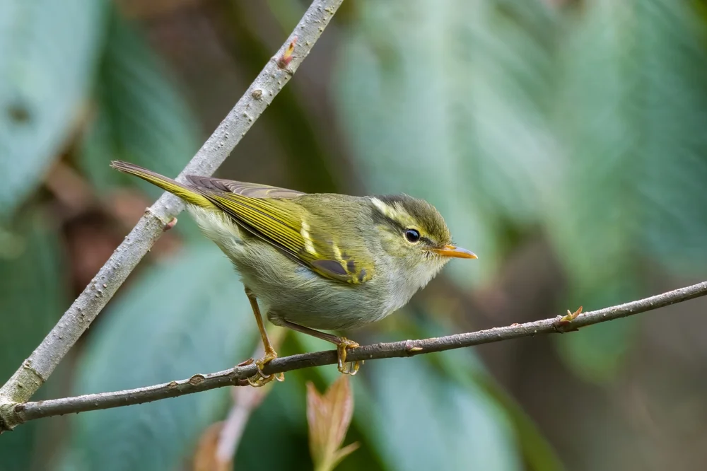 Königs-Laubsänger (Phylloscopus reguloides)