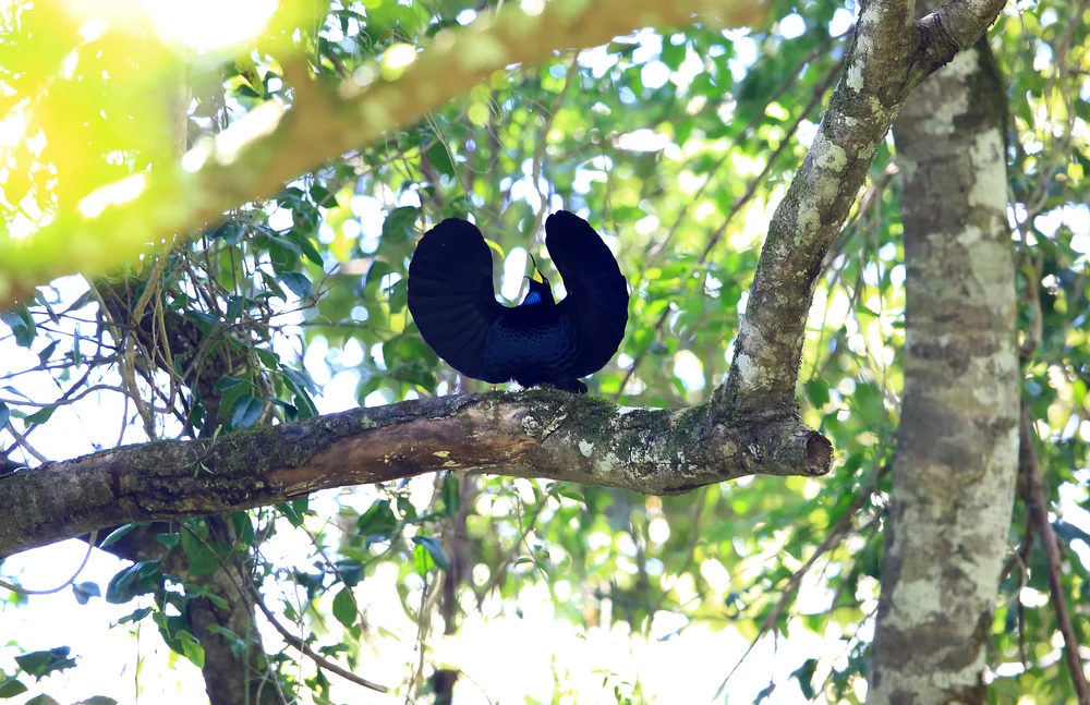 Königs-Paradiesvogel (Ptiloris magnificus)