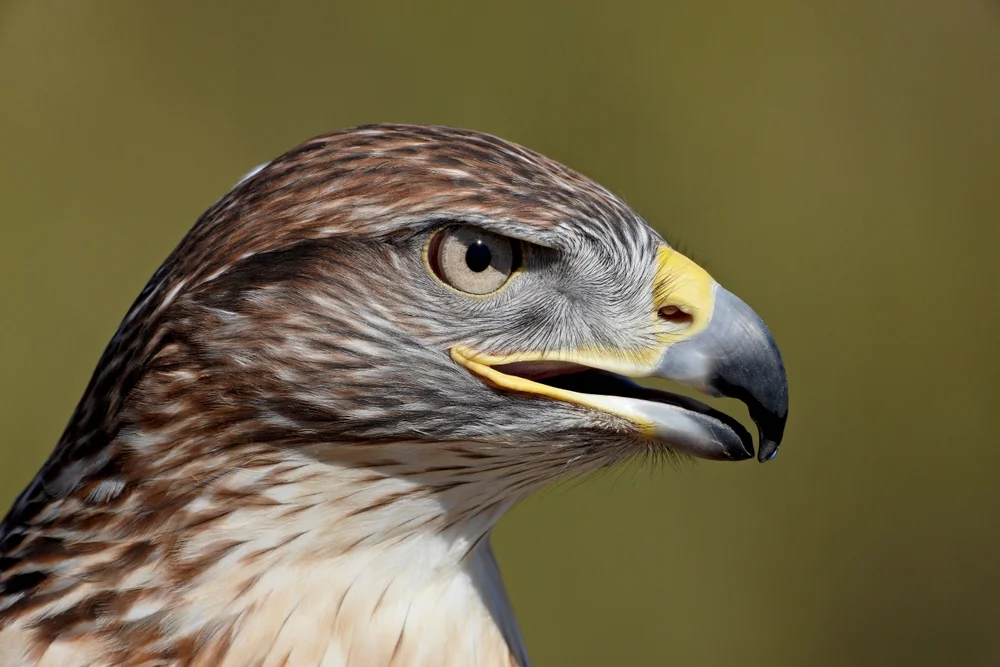 Königsbussard (Buteo regalis)