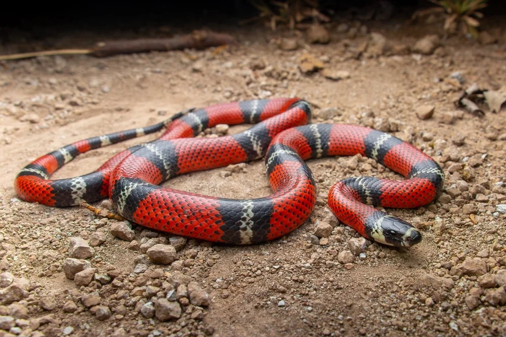 Königsnattern (Lampropeltis)