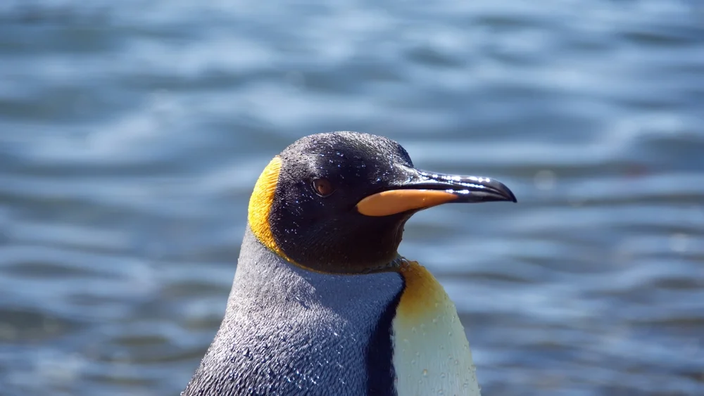 Königspinguin