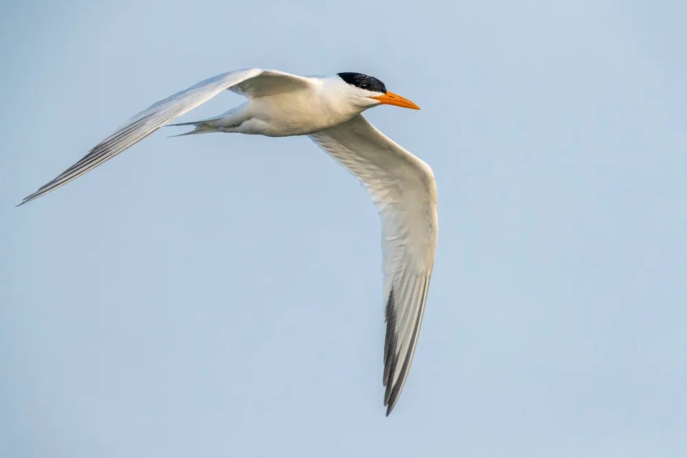 Königsseeschwalbe (Thalasseus maximus)