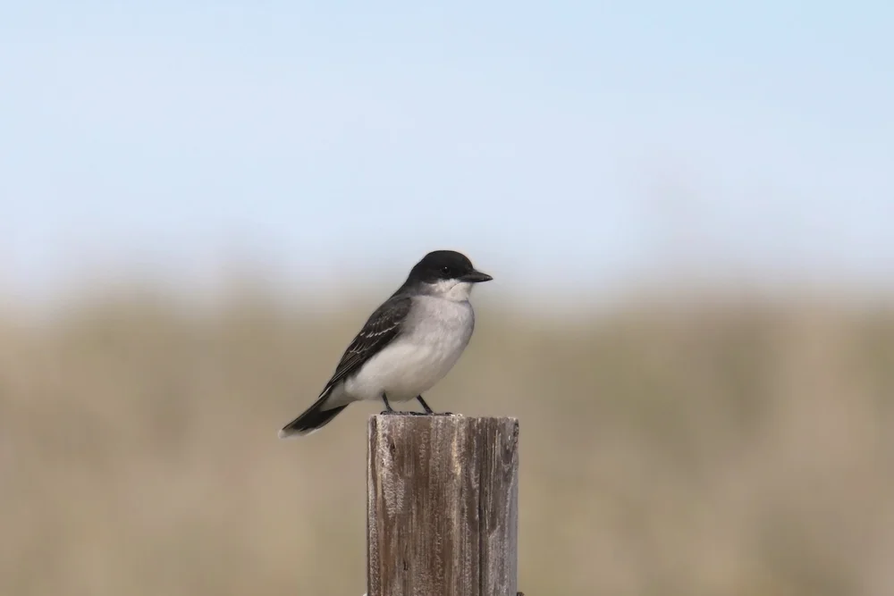 Königstyrann (Tyrannus tyrannus)
