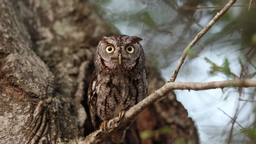 Koepcke-Kreischeule (Megascops koepckeae)
