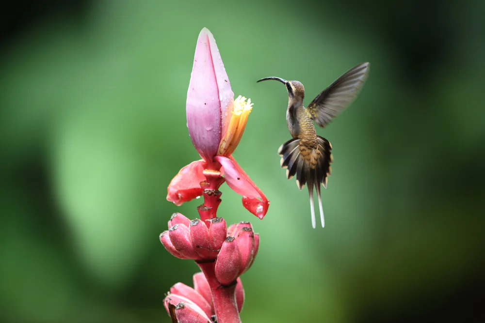 Koepcke-Schattenkolibri (Phaethornis koepckeae)