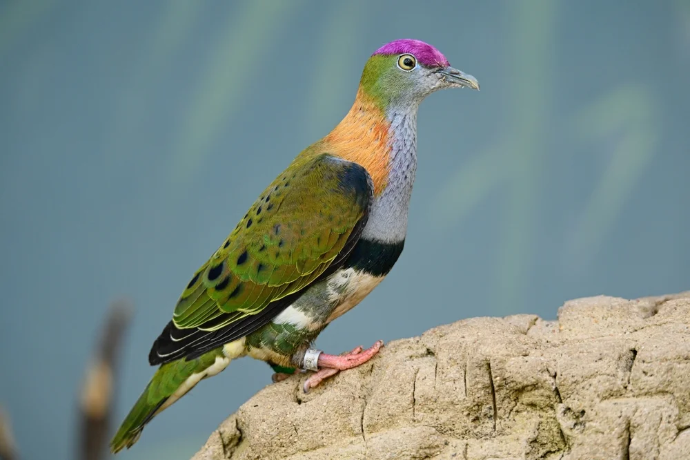 Körnchenstirn-Fruchttaube (Ptilinopus granulifrons)