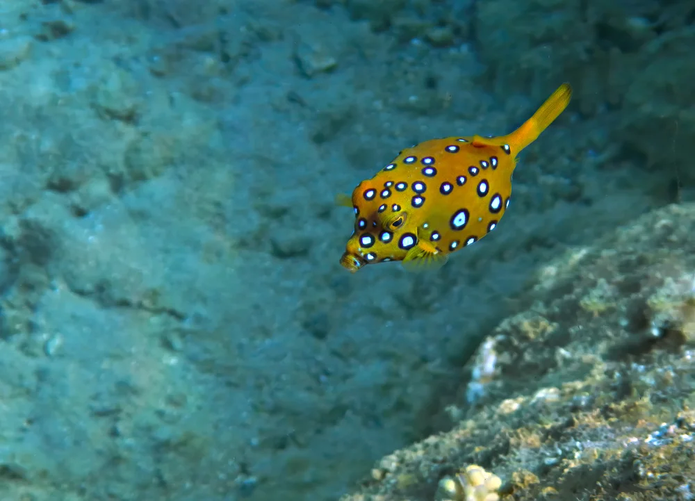 Kofferfische (Kofferfische)