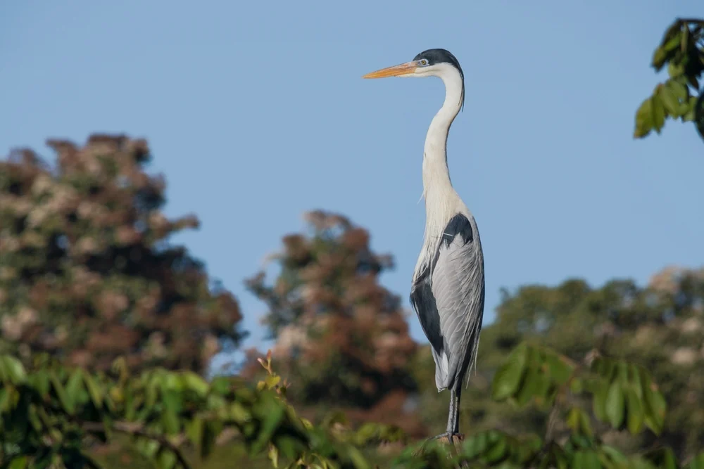 Kokoireiher (Ardea cocoi)