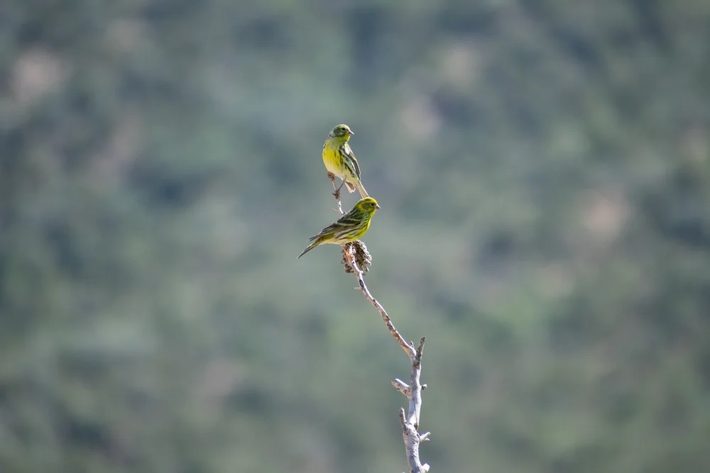 Koli-Girlitz (Serinus koliensis)