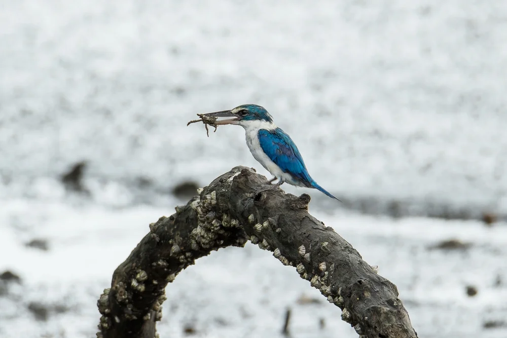 Kollaris-Eisvogel (Todiramphus chloris)