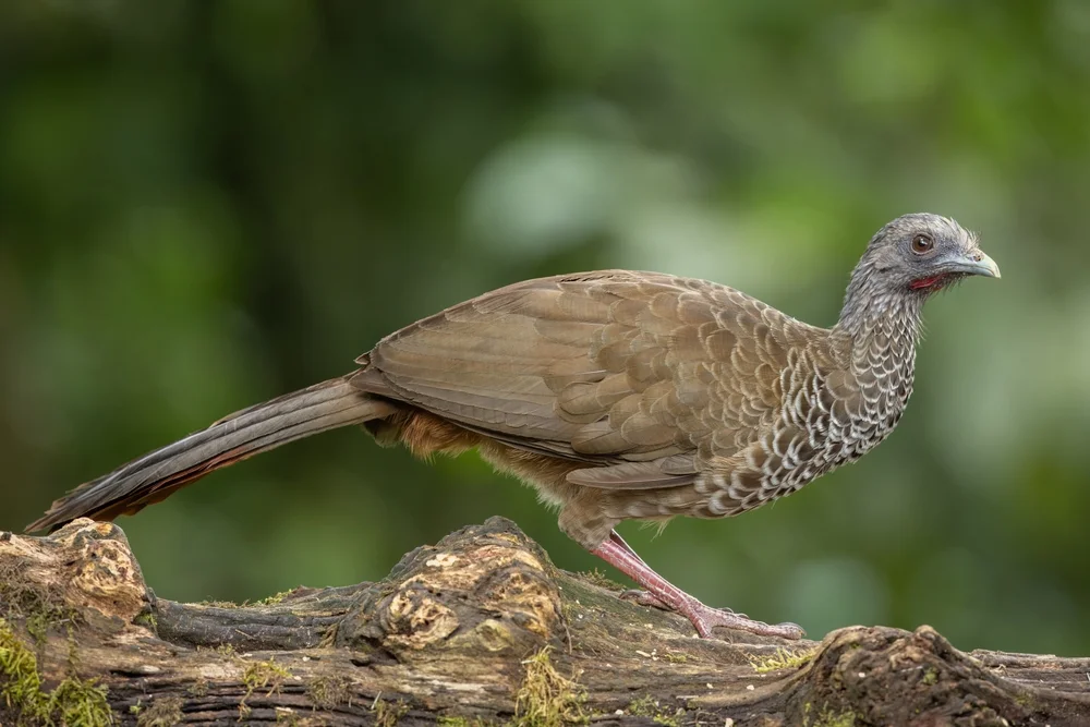 Kolumbien-Chachalaka (Ortalis columbiana)