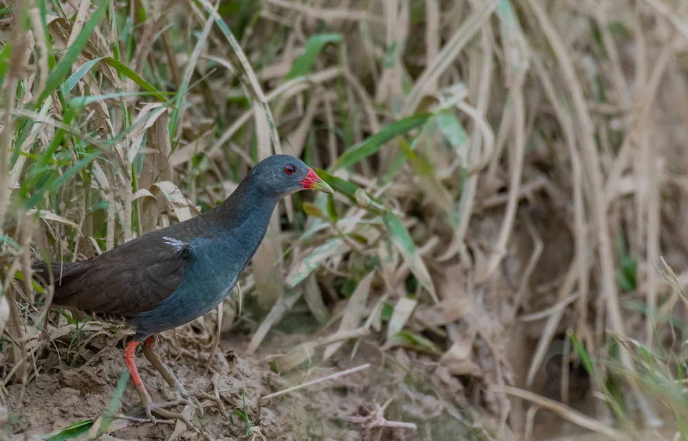 Kolumbien-Sumpfhuhn (Neocrex colombiana)