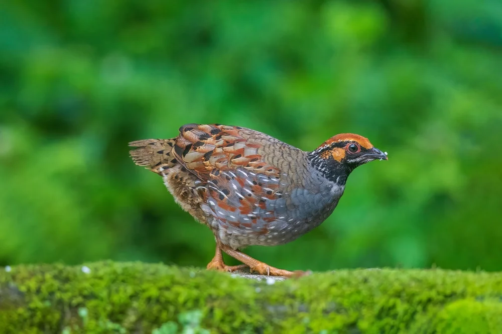 Kolumbien-Zahnwachtel (Odontophorus columbianus)