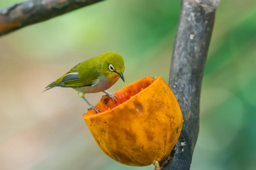 Komoren-Brillenvogel (Zosterops mouroniensis)