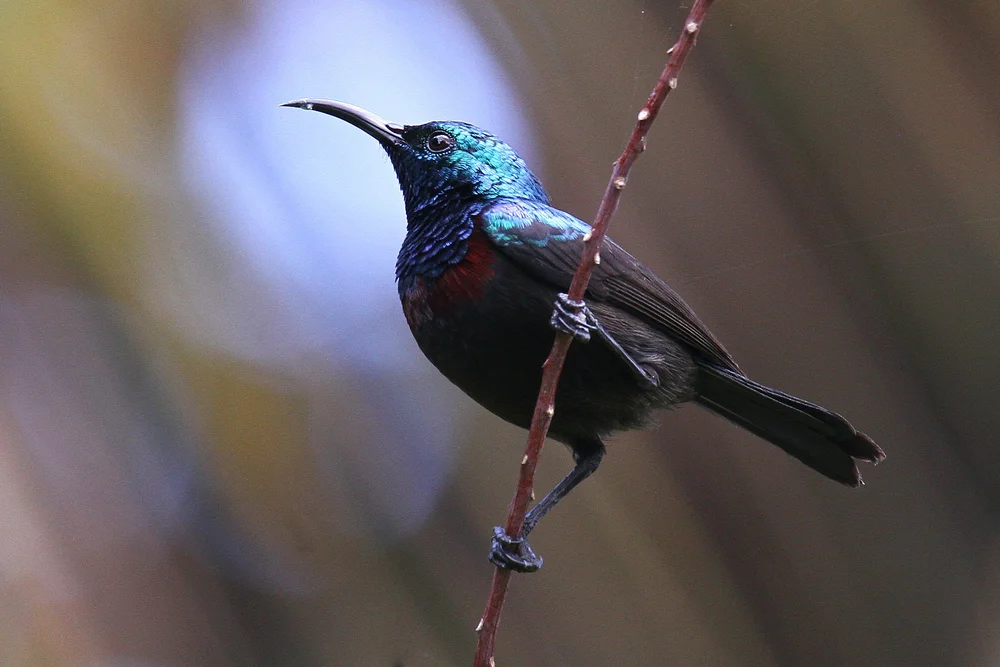 Komoren-Nektarvogel (Cinnyris comorensis)