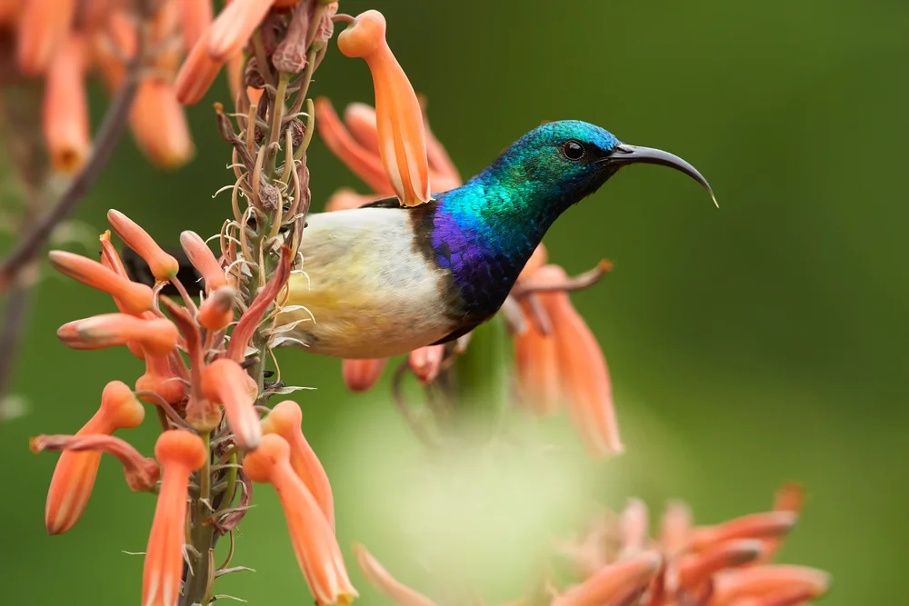 Kongo-Nektarvogel (Cinnyris congensis)