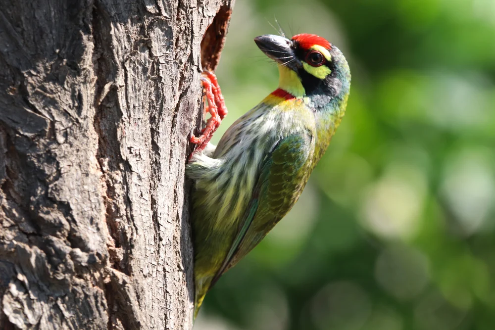 Kopfbartvogel (Megalaima haemacephala)