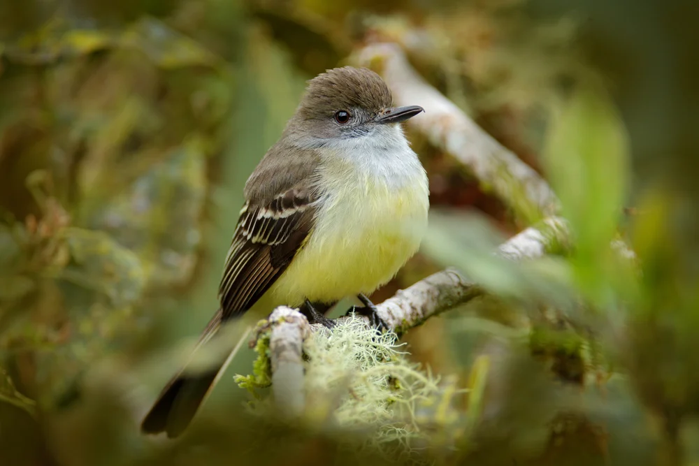 Kopftyranne (Myiarchus cephalotes)