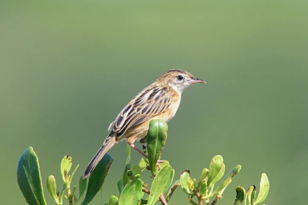 Kordofan-Cistensänger (Cisticola haesitatus)