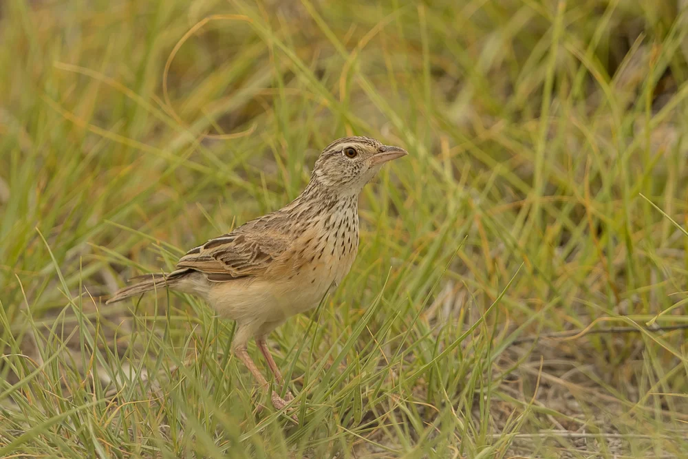 Kordofanlerche (Mirafra cordofanica)