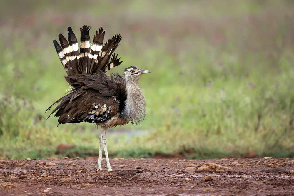 Kori-Bustard (Ardeotis kori)