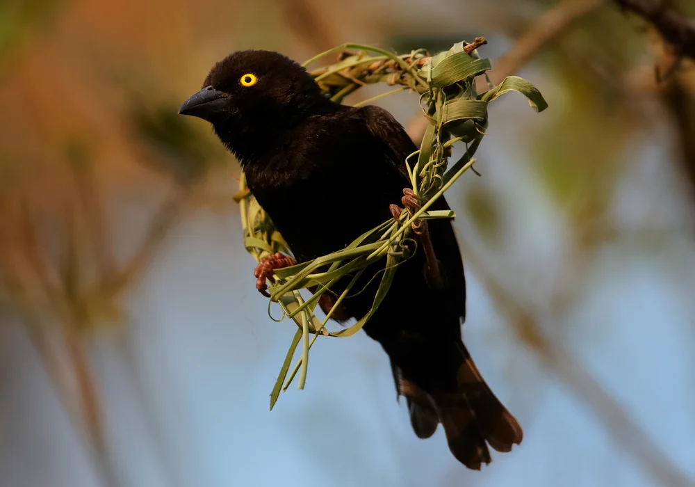 Kormoran-Drongo (Nesopsar nigerrimus)