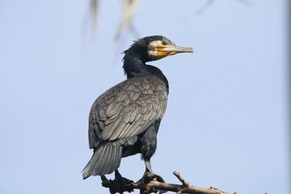 Kormoran (Phalacrocorax carbo)