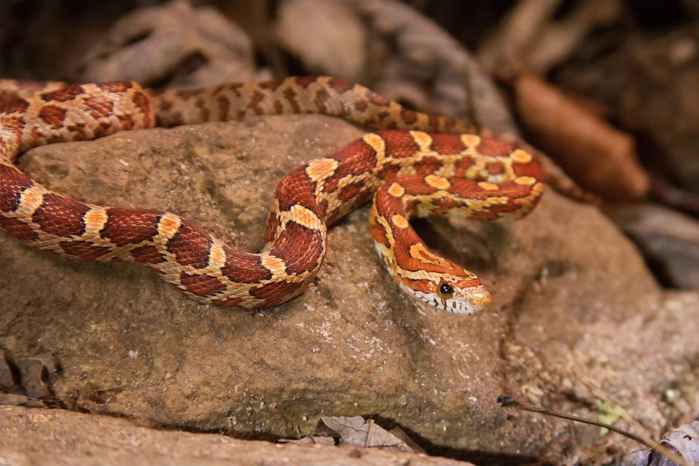 Kornnatter (Pantherophis guttatus)