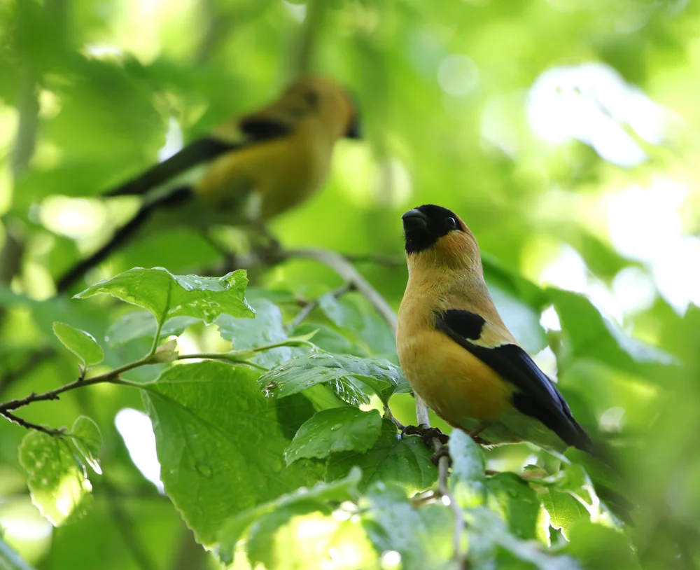 Korsika-Gimpel (Pyrrhula aurantiaca)