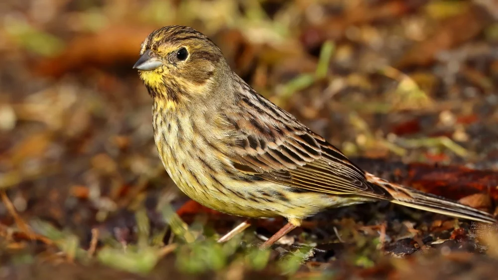 Koslows Ammer (Emberiza koslowi)
