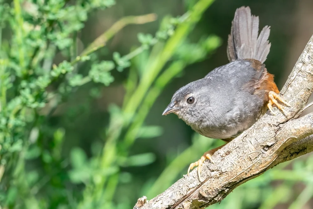 Krabbe-Tapaculo (Scytalopus latebricola)