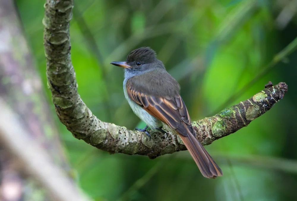 Kräftige Tyranne (Myiarchus validus)