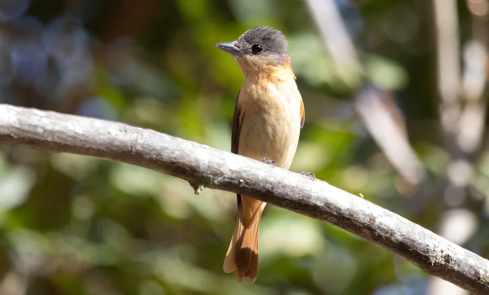 Kräftiger Breitschnabel (Pachyramphus validus)