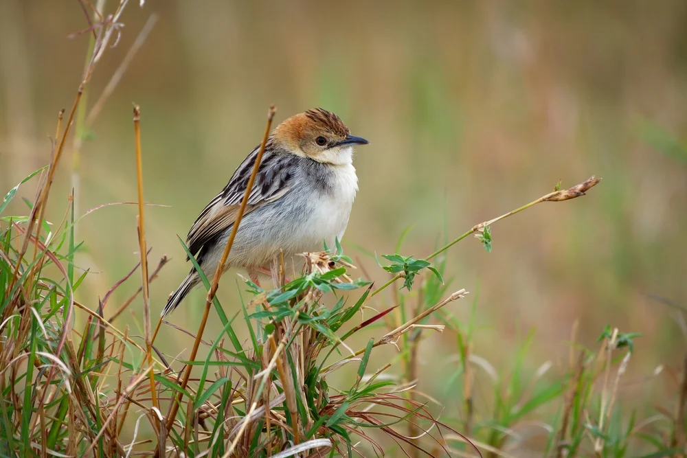 Kräftiger Cistensänger (Cisticola robustus)