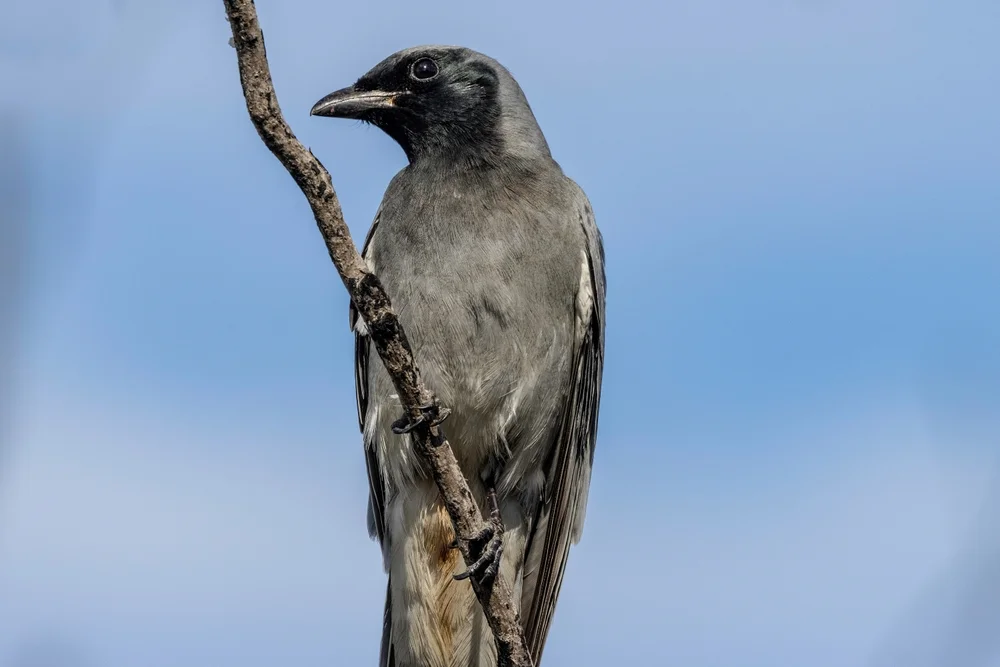 Kräftiger Raupenfänger (Coracina fortis)