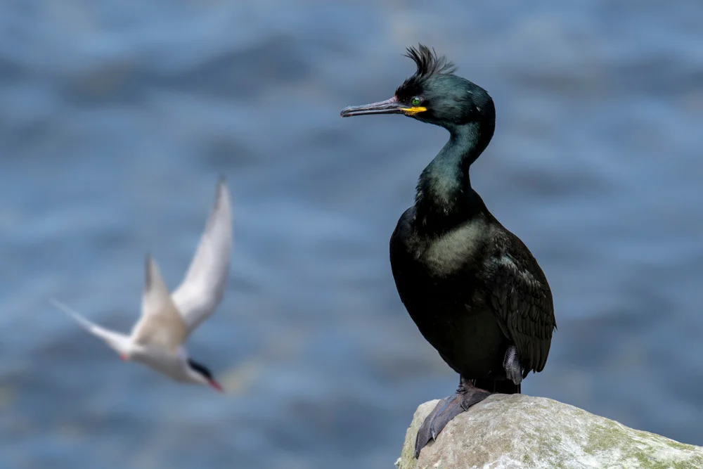 Krähenscharbe (Phalacrocorax aristotelis)