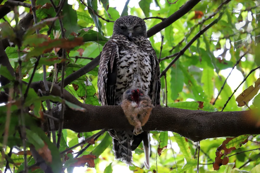 Kraftvolle Waldkauz (Ninox strenua)
