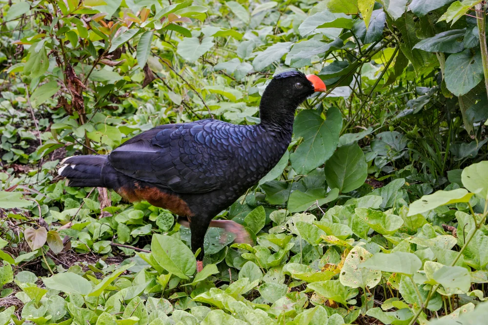 Kragenhokko (Mitu mitu)