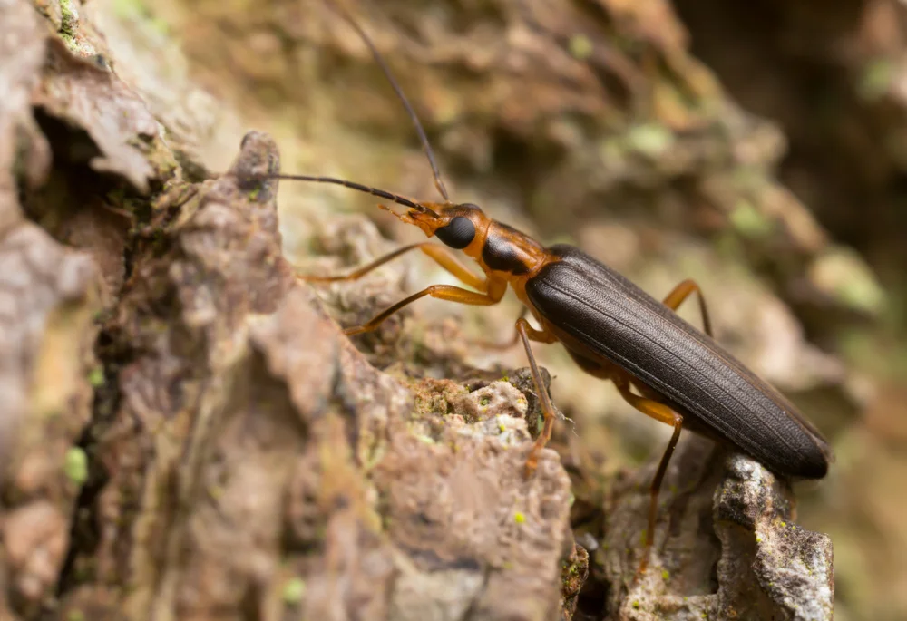Krainer Scheinbockkäfer
