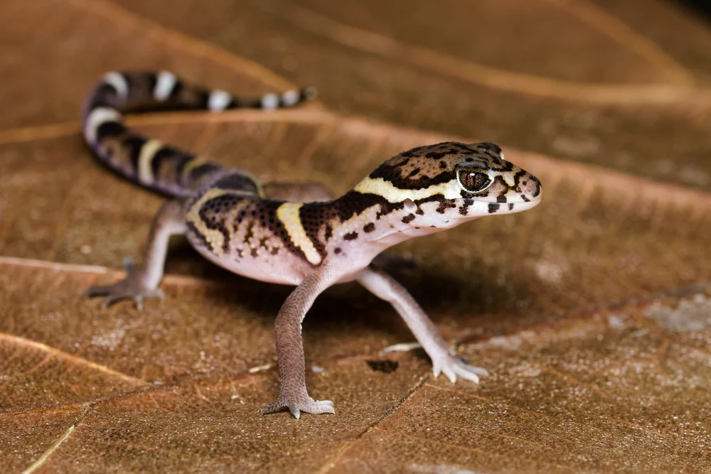 Krallengecko